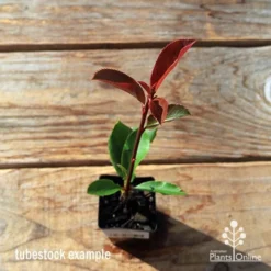 Photinia Thin Red 20 Photinia Thin Red -Plant Collection Sales Shop apo tubestock thin red top