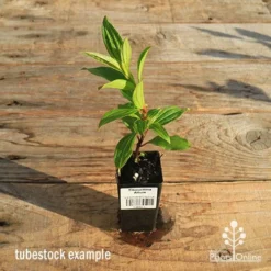 Tibouchina Allure -Plant Collection Sales Shop apo tubestock tibouchina allure
