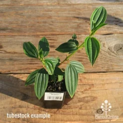 Tibouchina Illusion -Plant Collection Sales Shop apo tubestock tibuchina illusion top