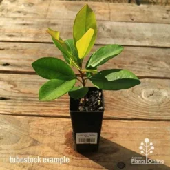 Tristaniopsis Luscious - Water Gum -Plant Collection Sales Shop apo tubestock tristaniopsis