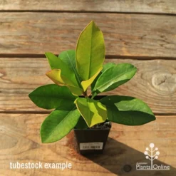 Tristaniopsis Luscious - Water Gum -Plant Collection Sales Shop apo tubestock tristaniopsis top