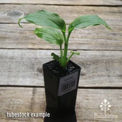 Turmeric -Plant Collection Sales Shop apo turmeric tubestock plant