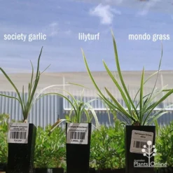 Liriope Silverlawn -Plant Collection Sales Shop apo variegated grass comparison2 2