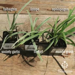 Liriope Silverlawn -Plant Collection Sales Shop apo variegated grass comparison 2