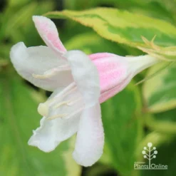 Weigela Variegated -Plant Collection Sales Shop apo variegated weigela bud