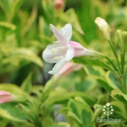Weigela Variegated -Plant Collection Sales Shop apo variegated weigela flower close