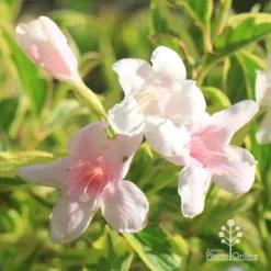 Weigela Variegated -Plant Collection Sales Shop apo variegated weigela flowers