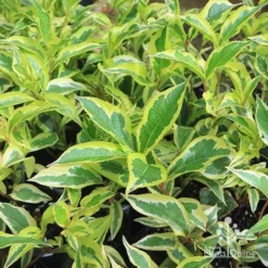 Weigela Variegated -Plant Collection Sales Shop apo variegated weigela foliage