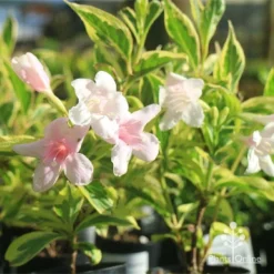 Weigela Variegated -Plant Collection Sales Shop apo variegated weigela tubestock flower