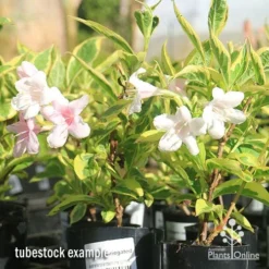 Weigela Variegated -Plant Collection Sales Shop apo variegated weigela tubestock flowering