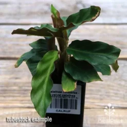 Calathea Rufibarba - Velvet Calathea -Plant Collection Sales Shop apo velvet calathea tubestock top