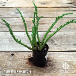 Crassula - Watchchain, Rat Tail Succulent -Plant Collection Sales Shop apo watch chain crassula tubestock