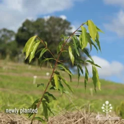 Waterhousea Sweeper - Weeping Lilly Pilly -Plant Collection Sales Shop apo waterhousea sweeper 1