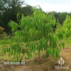 Waterhousea Sweeper - Weeping Lilly Pilly -Plant Collection Sales Shop apo waterhousea sweeper 2