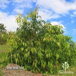 Waterhousea Sweeper - Weeping Lilly Pilly -Plant Collection Sales Shop apo waterhousea sweeper 3