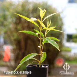 Plant Collection Sales Shop -Plant Collection Sales Shop apo waterhousea sweeper tubestock