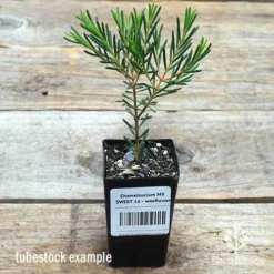 Chamelaucium MY SWEET 16™ - Waxflower -Plant Collection Sales Shop apo wax sweet 16