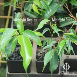 Ficus Benjamina Midnight Beauty - Weeping Fig 14 Ficus Benjamina Midnight Beauty - Weeping Fig -Plant Collection Sales Shop apo weeping fig leaf size