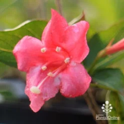 Weigela Eva Rathke -Plant Collection Sales Shop apo weigela eva rathke flower closeup