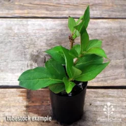 Weigela Eva Rathke -Plant Collection Sales Shop apo weigela eva rathke tubestock top