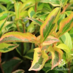 Weigela Variegated -Plant Collection Sales Shop apo weigela variegated colour
