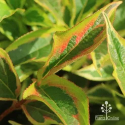 Weigela Variegated -Plant Collection Sales Shop apo weigela variegated colour2