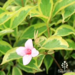 Weigela Variegated -Plant Collection Sales Shop apo weigela variegated flower leaf