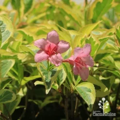 Weigela Variegated -Plant Collection Sales Shop apo weigela variegated flowers