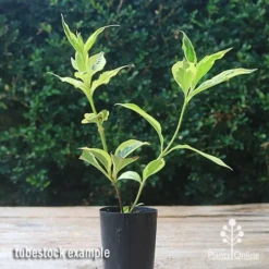 Weigela Variegated -Plant Collection Sales Shop apo weigela variegated tubetock