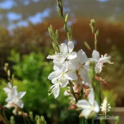 Gaura White -Plant Collection Sales Shop apo white gaura flowers2