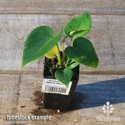 Anthurium White Winner -Plant Collection Sales Shop apo white winner tubestock top