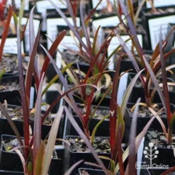 Crinum Wine Time - Swamp Lily -Plant Collection Sales Shop apo wine time tubestocks and fly