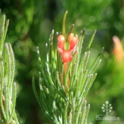 Adenanthos - Woolly Bush -Plant Collection Sales Shop apo woolly bush flower closeup