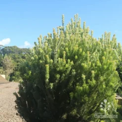 Adenanthos - Woolly Bush -Plant Collection Sales Shop apo woolly bush nursery