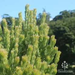 Adenanthos - Woolly Bush -Plant Collection Sales Shop apo woolly bush profile