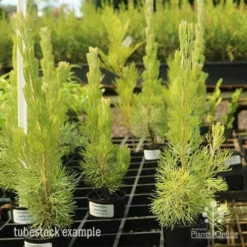 Adenanthos - Woolly Bush -Plant Collection Sales Shop apo woolly bush tubes
