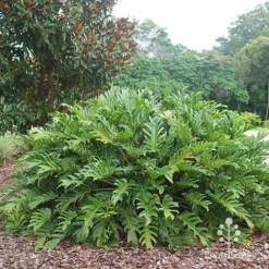 Philodendron Xanadu -Plant Collection Sales Shop apo xanadu mature