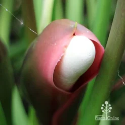 Philodendron Xanadu -Plant Collection Sales Shop apo xanadu mature flowerbud