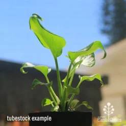 Philodendron Xanadu -Plant Collection Sales Shop apo xanadu tubestock blue sky