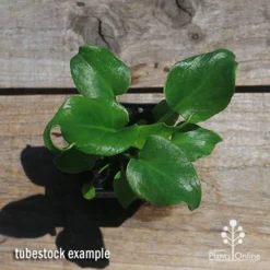 Philodendron Xanadu -Plant Collection Sales Shop apo xanadu tubestock top