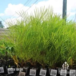 Grevillea Yamba Sunshine -Plant Collection Sales Shop apo yamba sunshine dec large