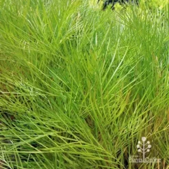 Grevillea Yamba Sunshine -Plant Collection Sales Shop apo yamba sunshine foliage