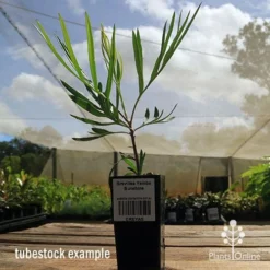 Grevillea Yamba Sunshine -Plant Collection Sales Shop apo yamba sunshine tubestock side