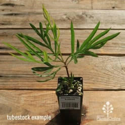 Grevillea Yamba Sunshine -Plant Collection Sales Shop apo yamba sunshine tubestock top