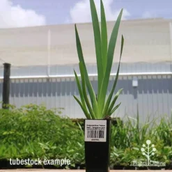 Plant Collection Sales Shop -Plant Collection Sales Shop apo yellow gem kangaroo paw tubestock
