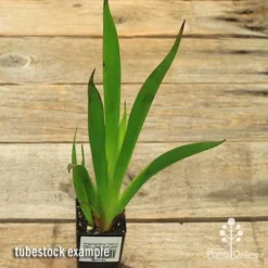 Anigozanthos Yellow Gem - Kangaroo Paw -Plant Collection Sales Shop apo yellow gem tubestock