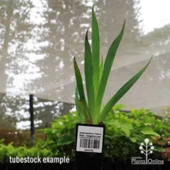 Anigozanthos Yellow Gem - Kangaroo Paw -Plant Collection Sales Shop apo yellow gem tubestock2