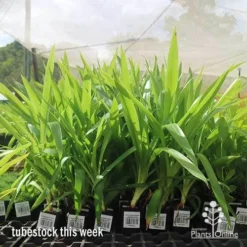 Yucca Elephantipes - Soft-tip Yucca 16 Yucca Elephantipes - Soft-tip Yucca -Plant Collection Sales Shop apo yucca big