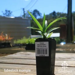Yucca Elephantipes - Soft-tip Yucca 14 Yucca Elephantipes - Soft-tip Yucca -Plant Collection Sales Shop apo yucca soft tip tubestock