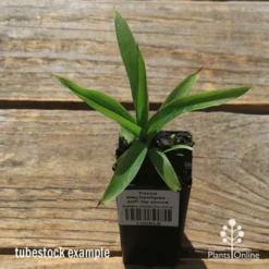 Yucca Elephantipes - Soft-tip Yucca 19 Yucca Elephantipes - Soft-tip Yucca -Plant Collection Sales Shop apo yucca soft tip tubestock top
